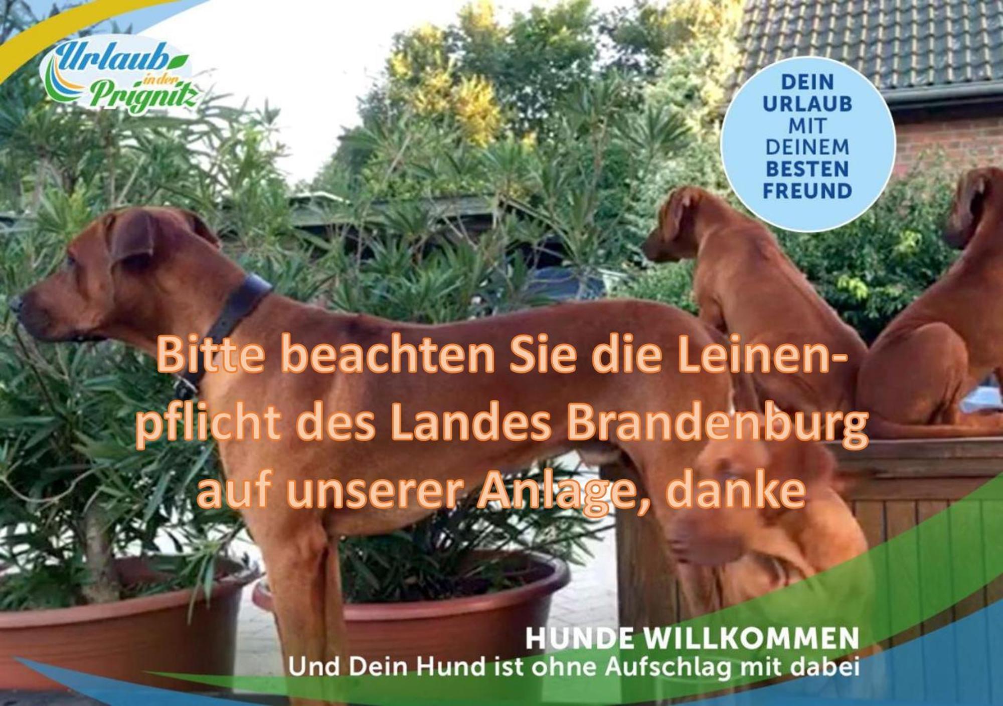 Willa Jagd-Angler-Holzhaus-Im-Wald-Am-See Kyritz Zewnętrze zdjęcie